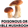 Look-alike Flyer: Poisonous or Edible Mushrooms?