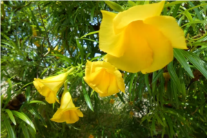 Poisonous extract of yellow oleander has been found in weight-loss supplements that are labeled as containing a different plant called tejocote, poison-control experts at Rutgers University say. A 23-month-old New Jersey toddler was rushed to the hospital after ingesting the product.