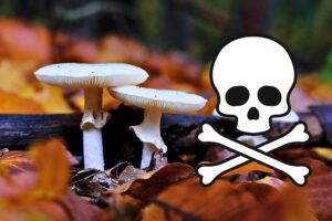 Image of a White amanitas (Amanita phalloides) mushrooms (Doubravka Pozarova/Canva) 